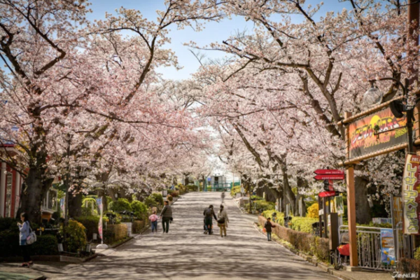 기온 거리 벚꽃 풍경